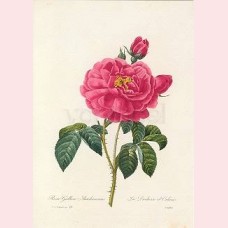 Rosa Galica Aurelianensis